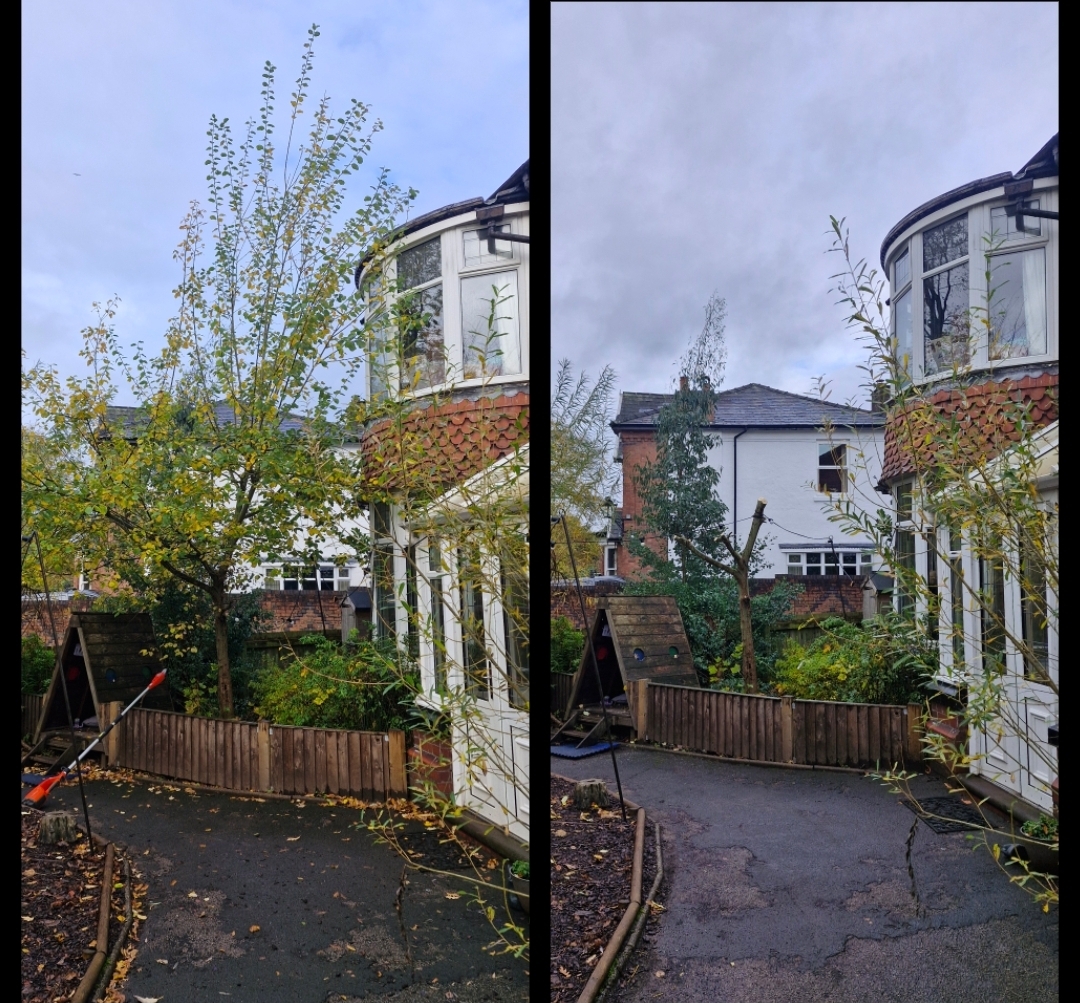 Before and after of a self-seeded tree reduced back away from a bay window