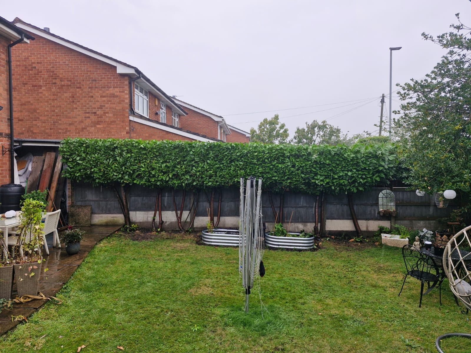A rear garden laurel hedge cut low and level above a fence
