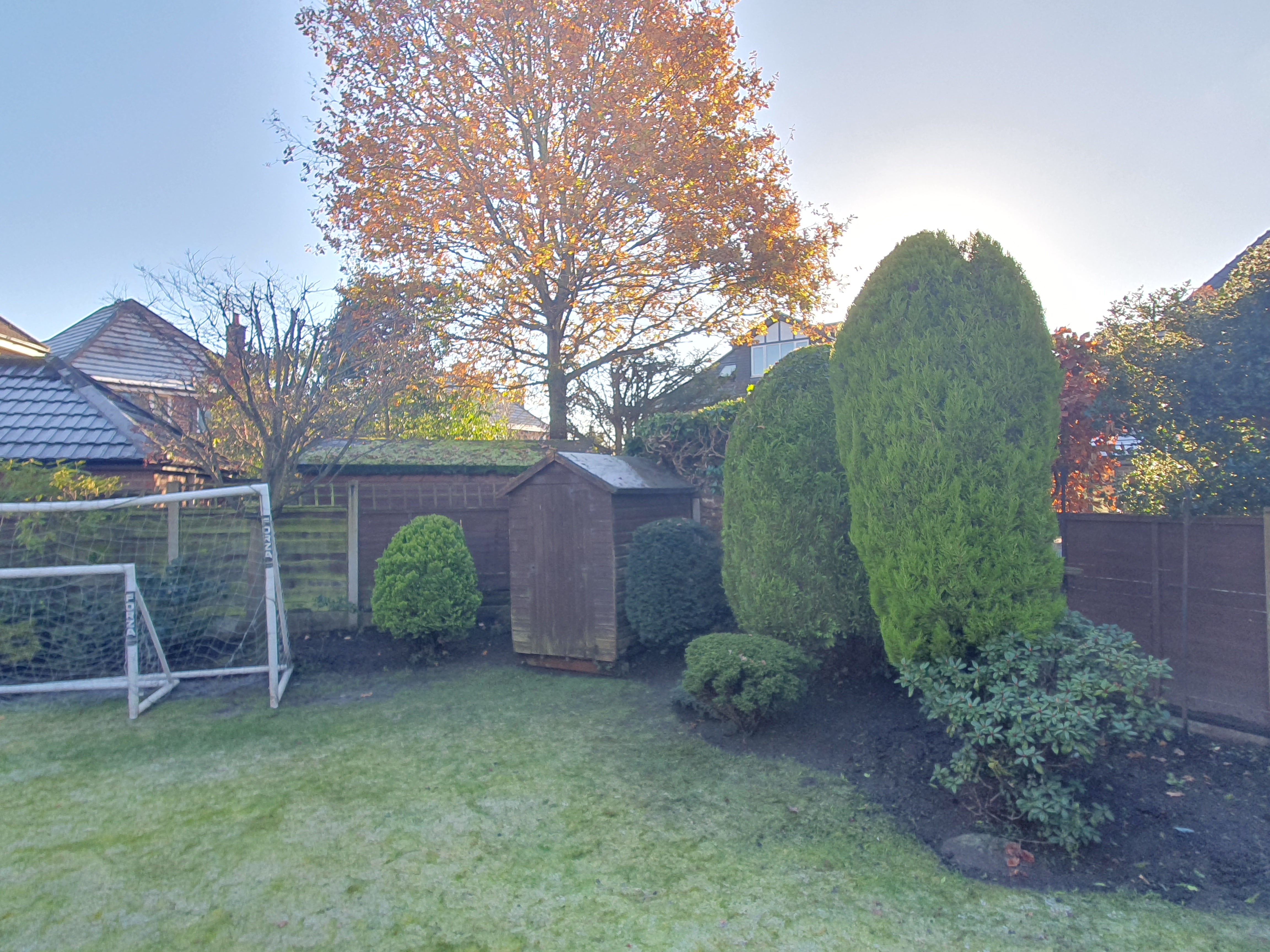 Neatly shaped conifers and topiary in a frosty rear lawn after hedge maintenance