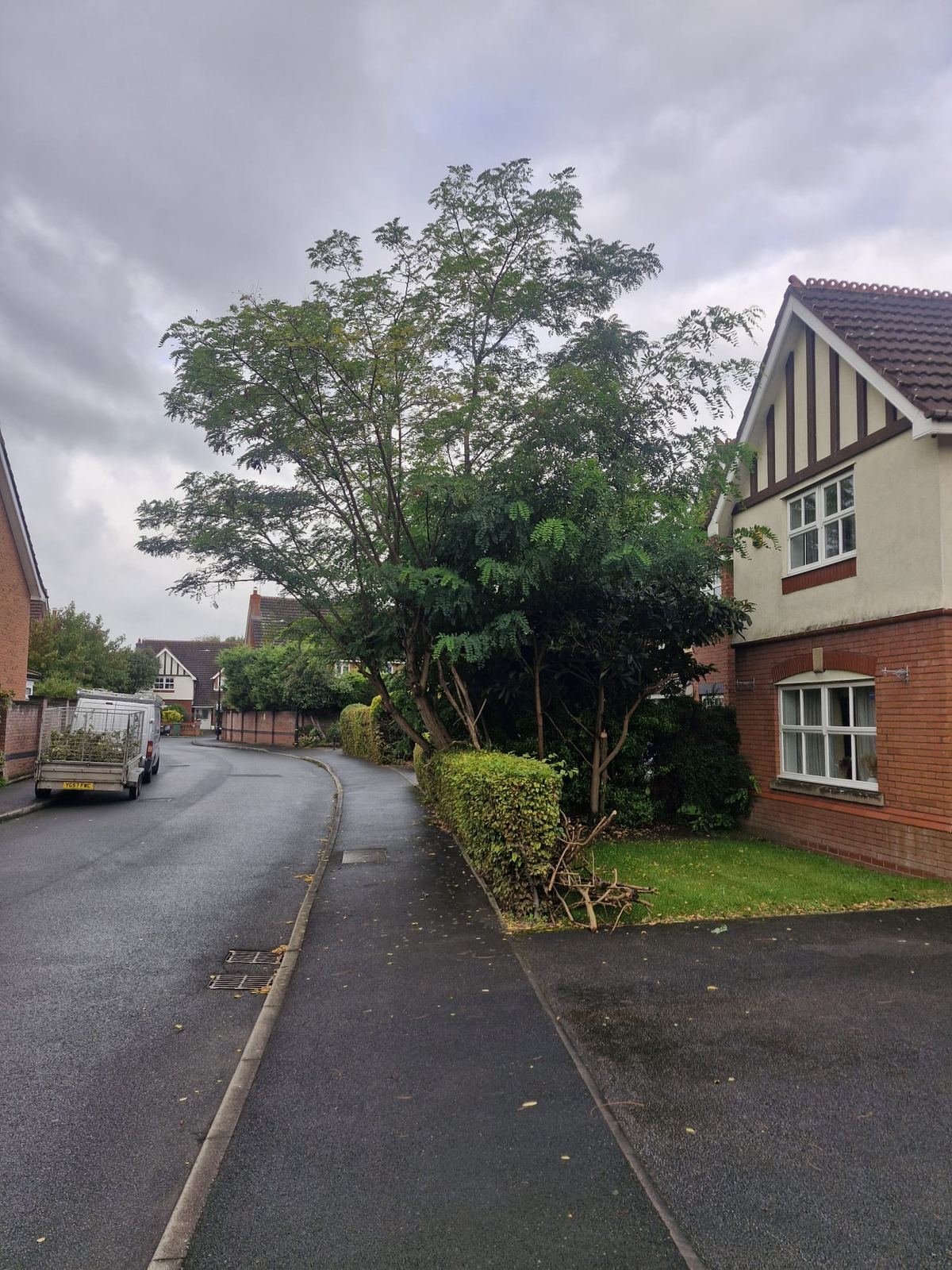 A street-side ornamental tree beside a house, thinned and lifted clear of the path