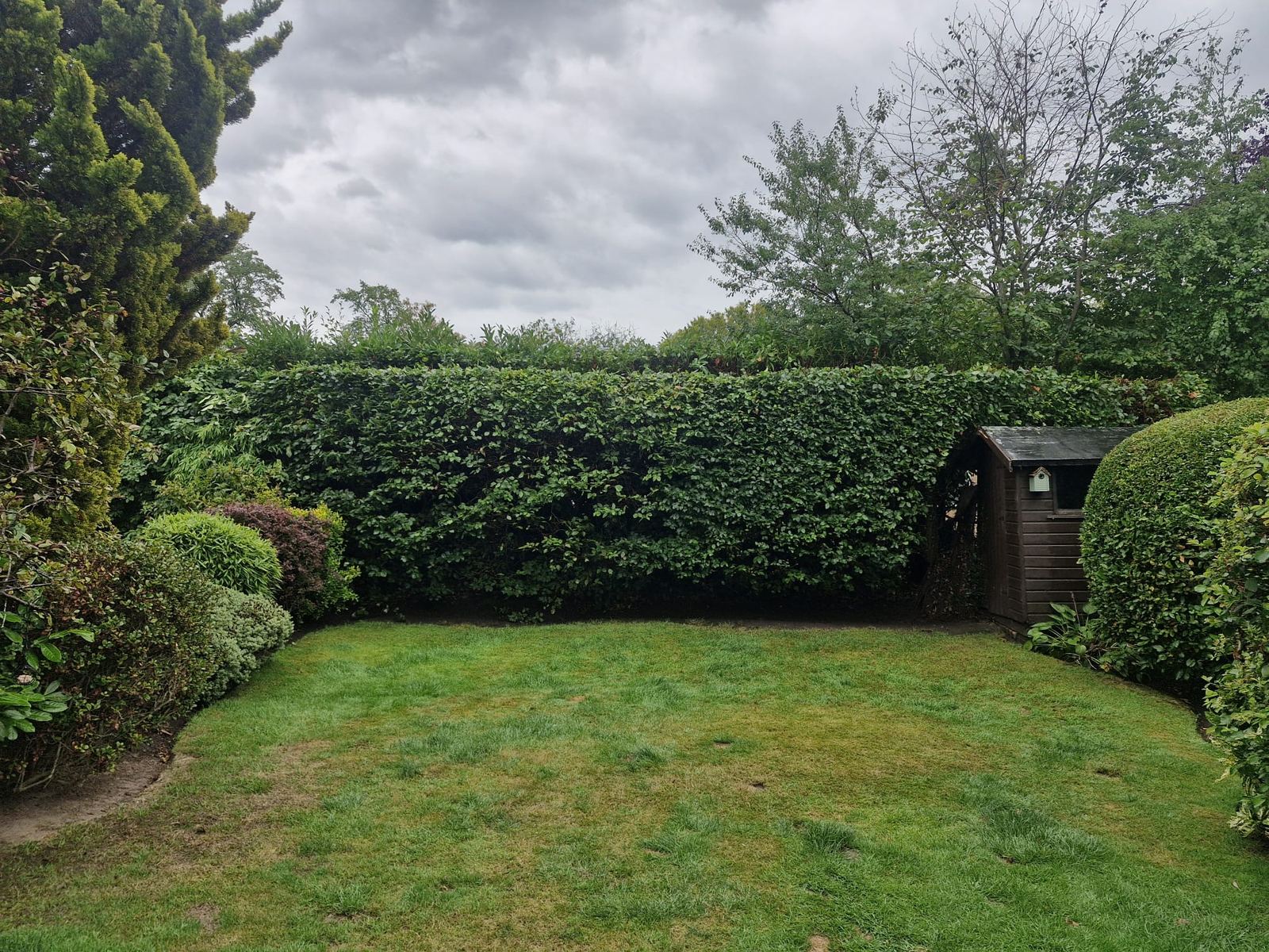 A long garden hedge behind a lawn cut square with clean flat faces