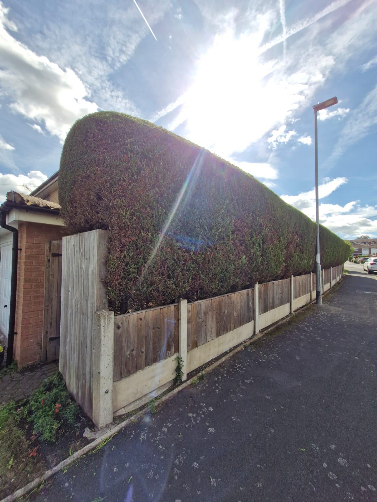 A tall conifer hedge with a rounded top along a fenced side road