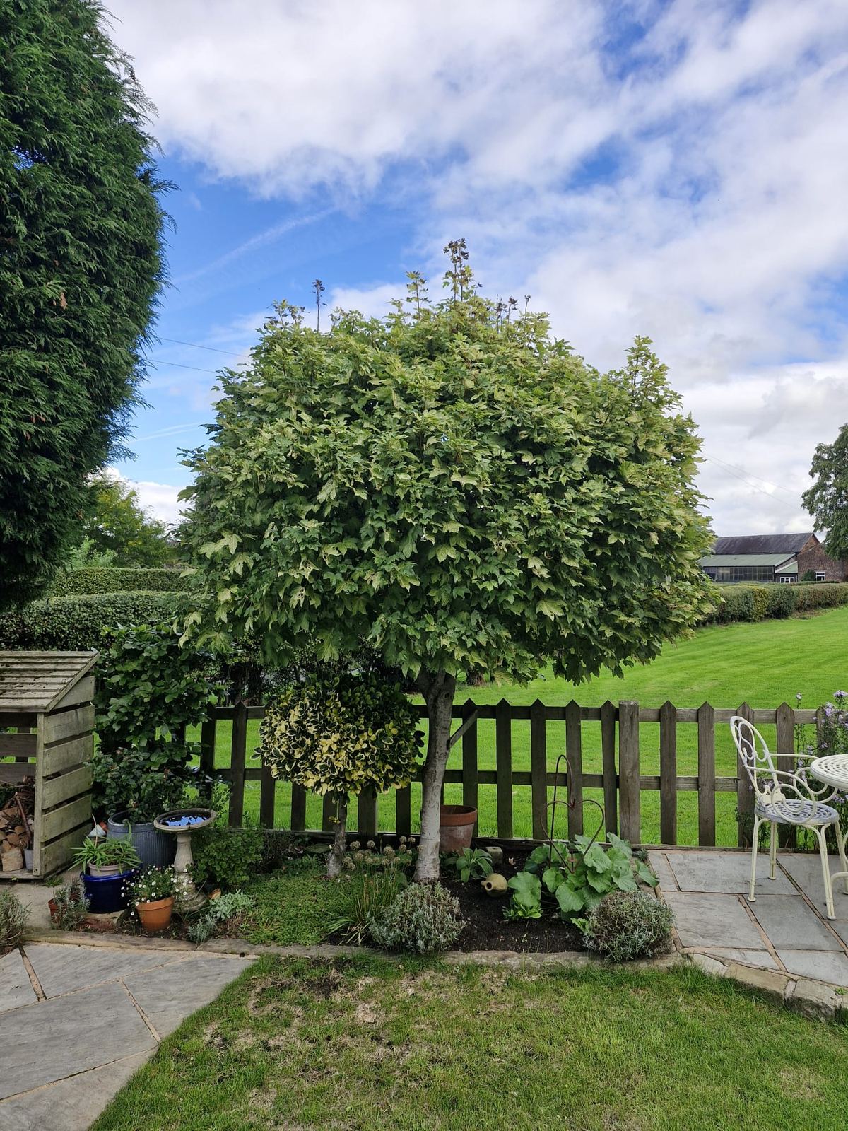 A round-crowned garden tree beside a patio and fence, evenly shaped
