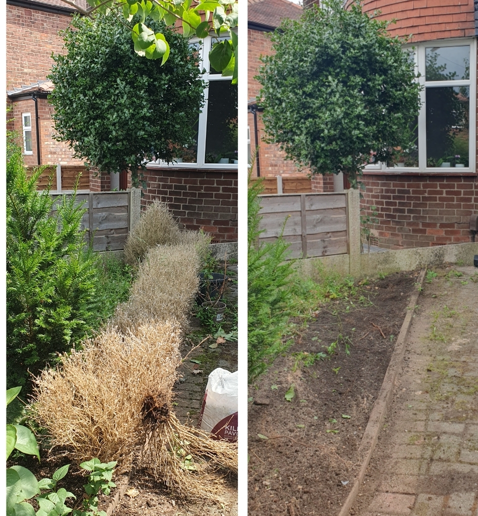 Before and after of a dead shrub border stripped out and the bed cleared to soil