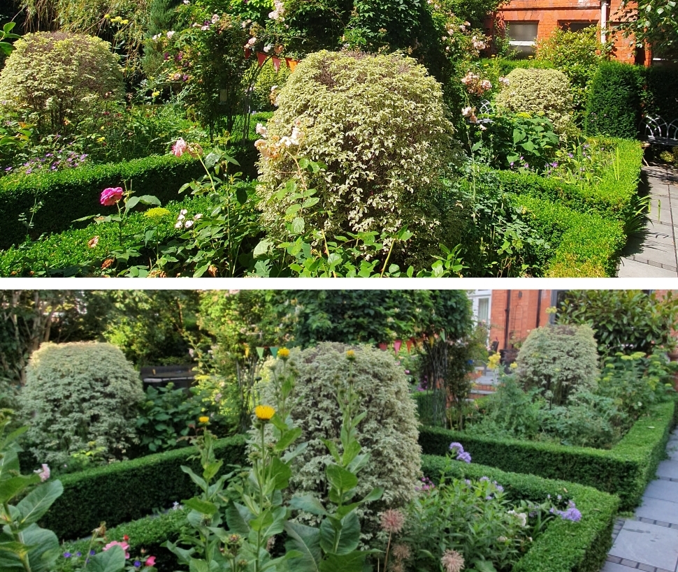 Before and after of a formal box-edged front garden with shaped ornamental shrubs