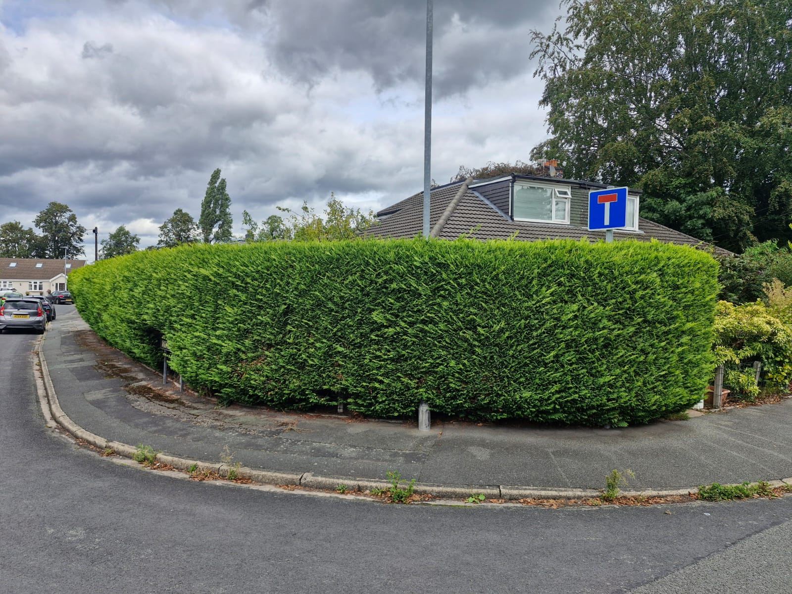 A long curved roadside conifer hedge trimmed smooth beside a dead-end road sign