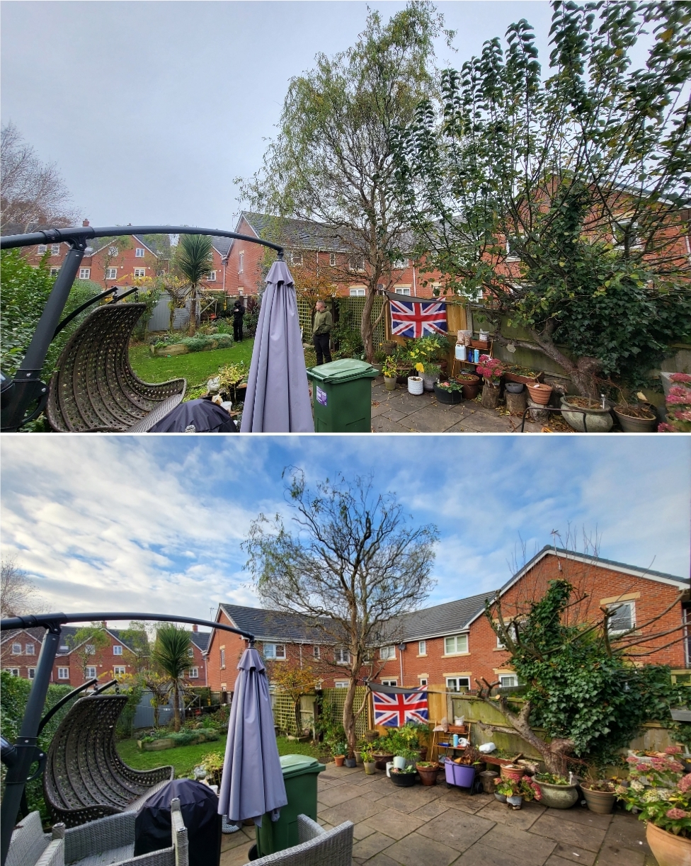Before and after of a willow reduced and a courtyard garden opened up to the sky