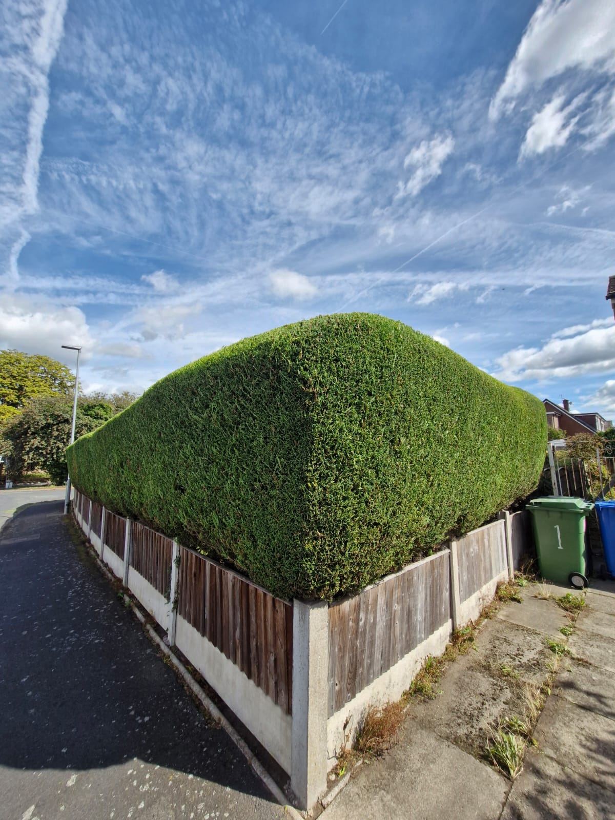 A tall leylandii corner hedge above a fence, freshly trimmed into a smooth rounded shape