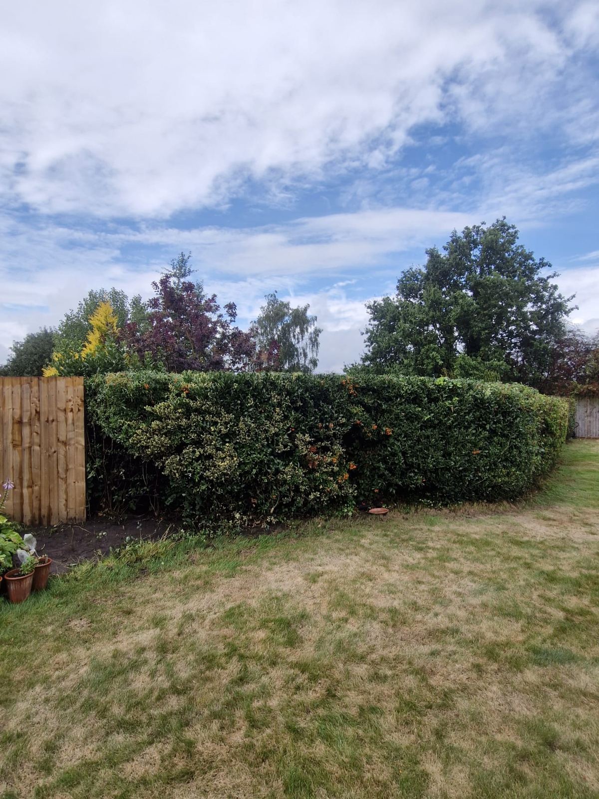 A mixed pyracantha hedge trimmed neatly beside a garden fence