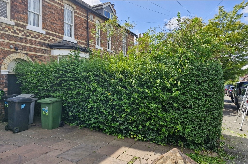 An overgrown, uneven front boundary hedge before Pine and Dandy cut it
