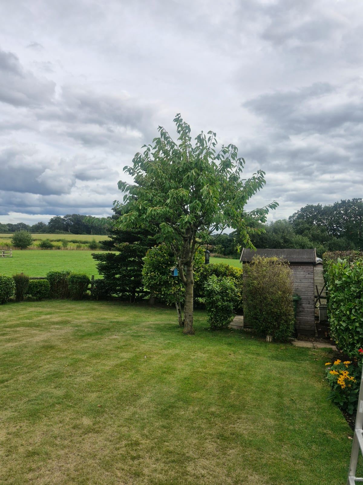 A mature cherry tree beside a lawn with open countryside behind
