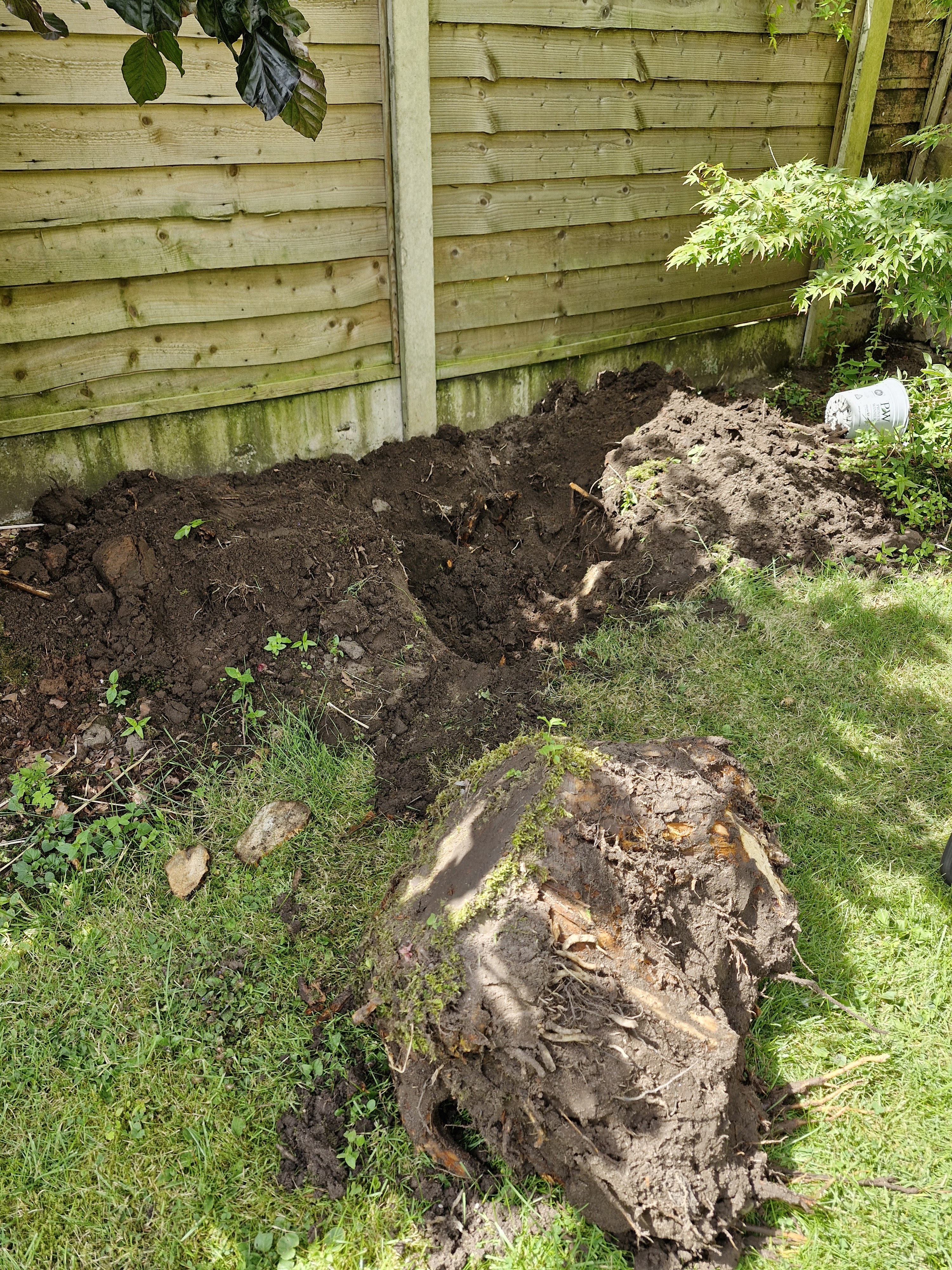 A large tree stump dug out of a lawn border, ready for grinding and backfilling