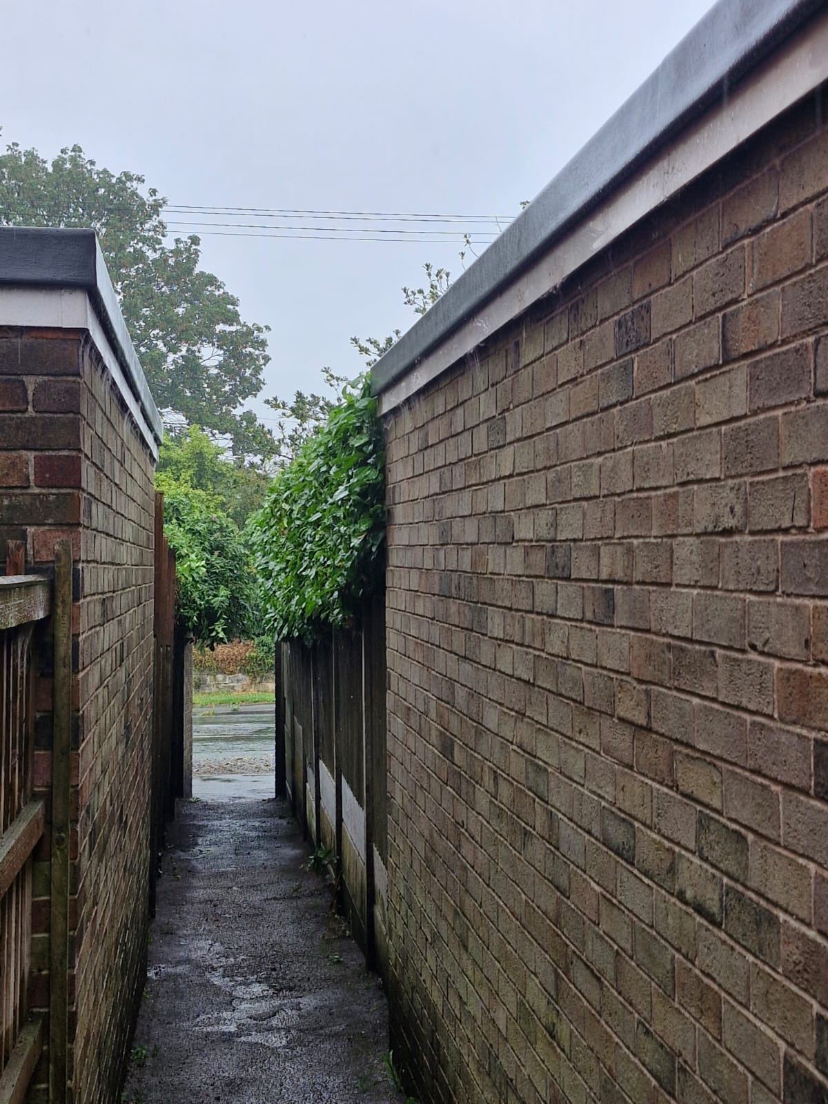 A brick-walled alleyway with the overhanging laurel cut back to clear the path