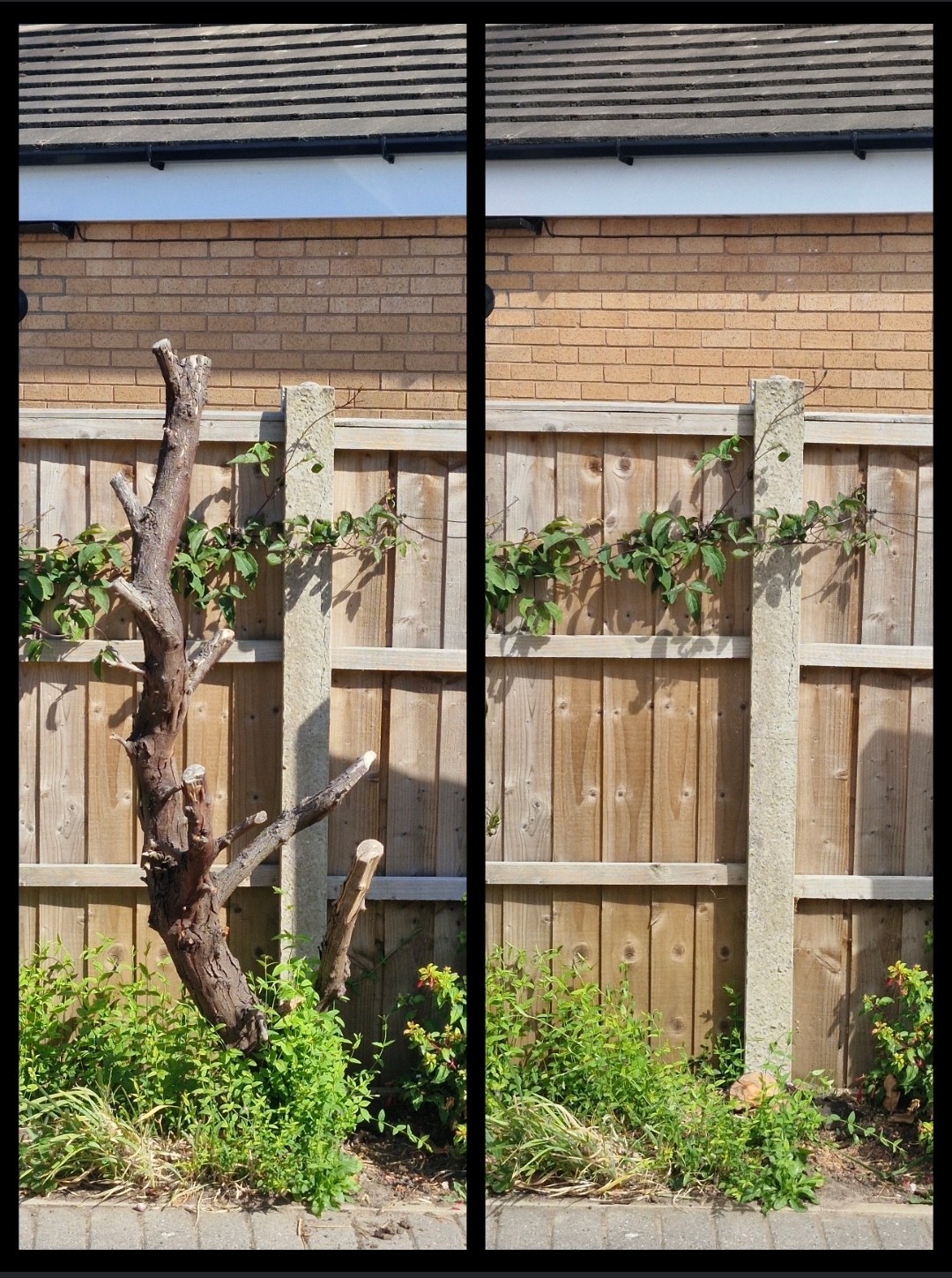 Before and after of a dead tree stem cut back flush along a fence line