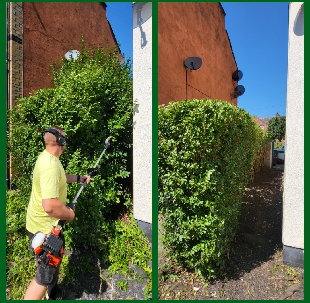 A privet hedge in a narrow alleyway being cut back and squared off with a pole trimmer