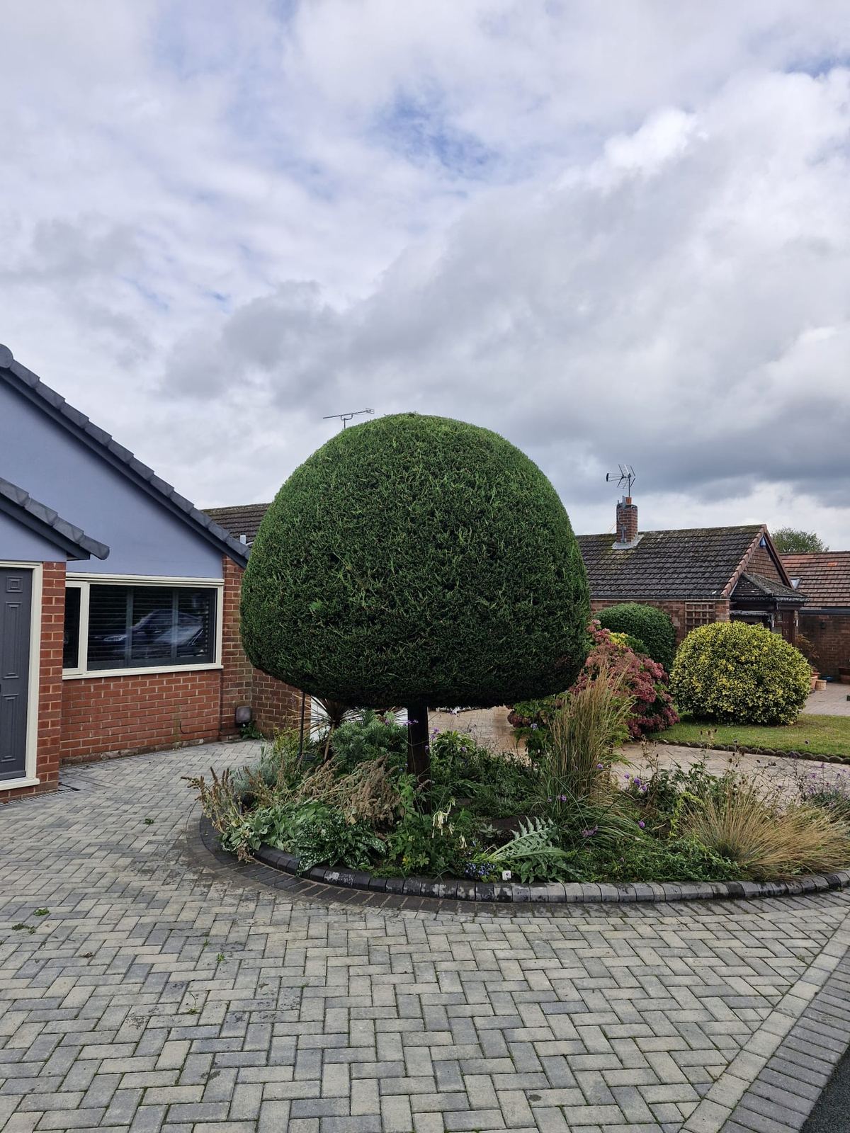 A rounded topiary conifer in a block-paved driveway island, clipped into a tight dome