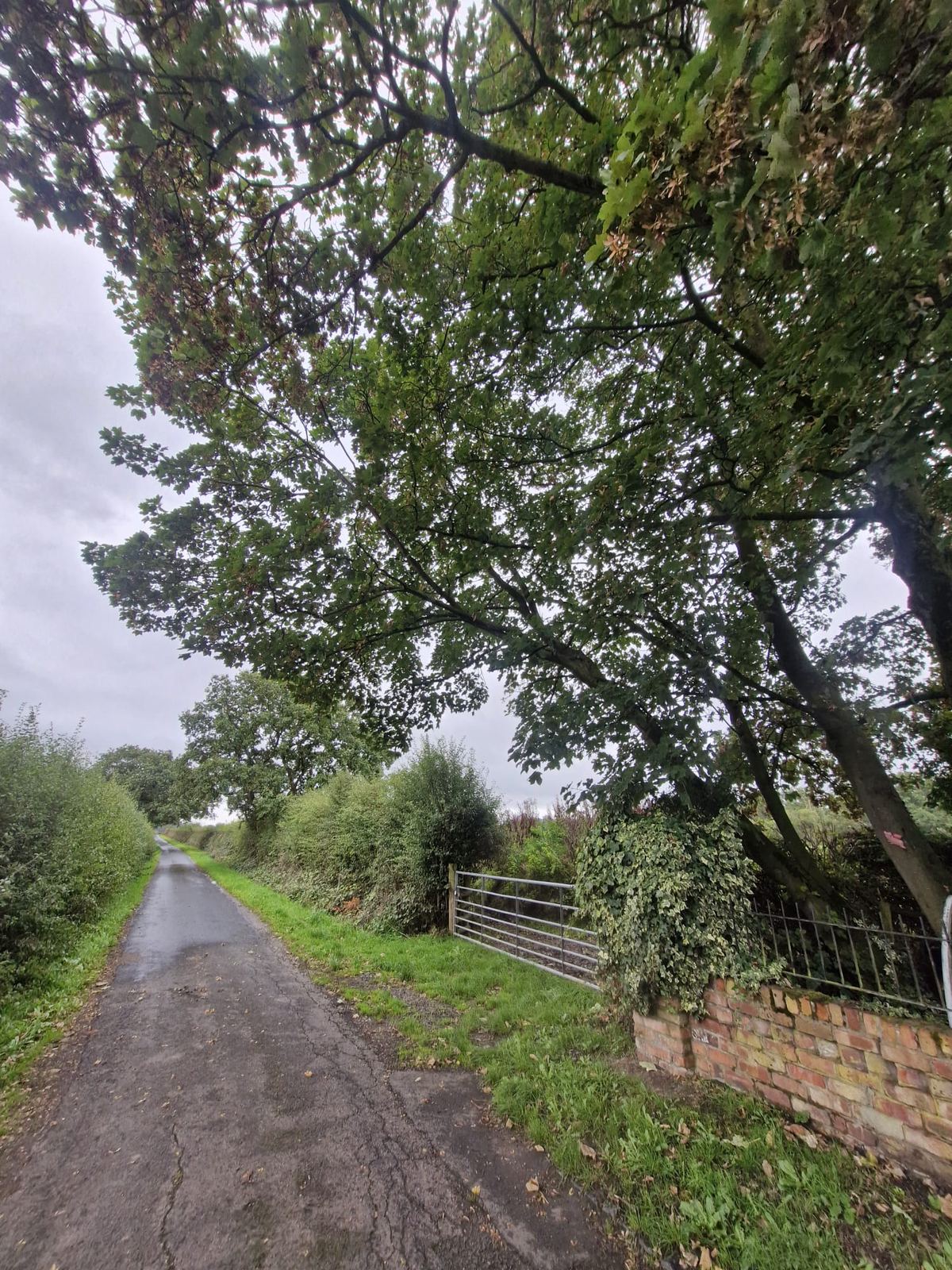 A country lane with overhanging trees cut back clear of the road